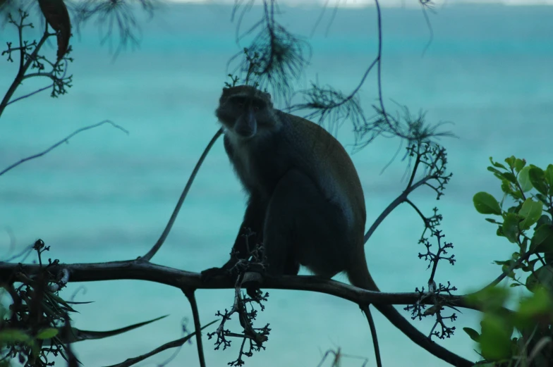 monkey on the limb of a tree looking down at soing