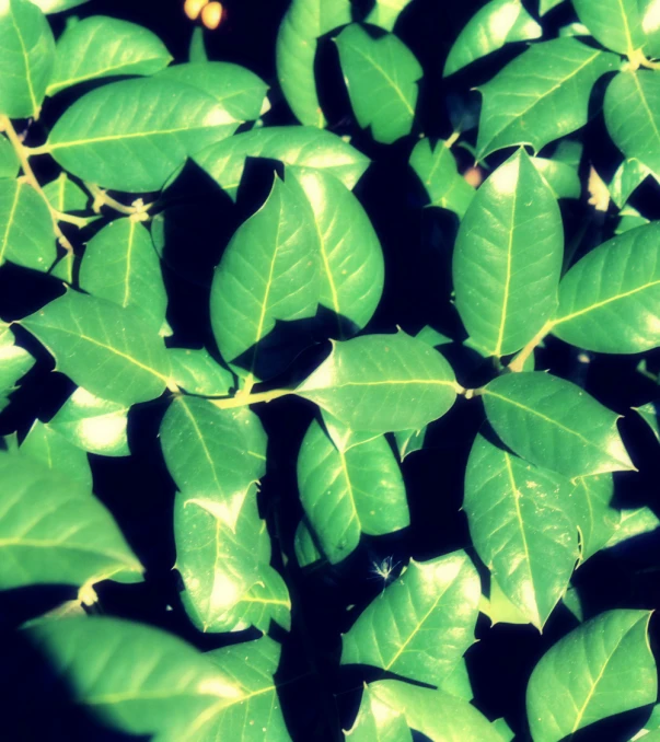 a tree with green leaves all over it