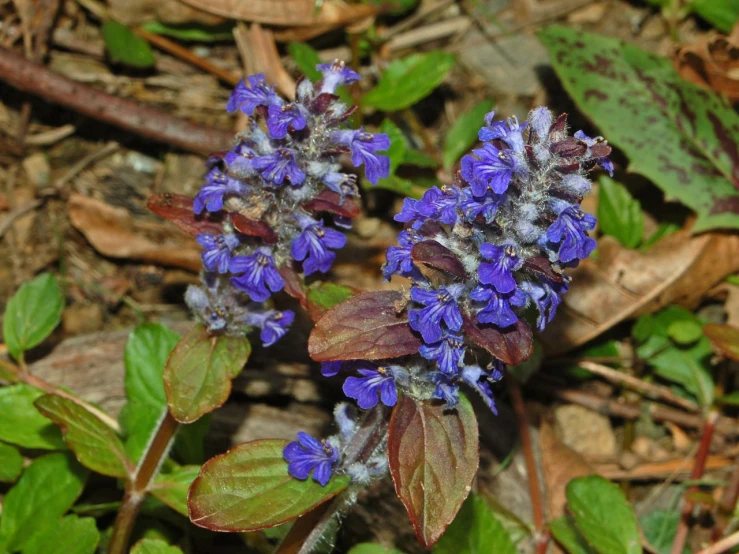 the flowers on the plants are tiny purple blooms