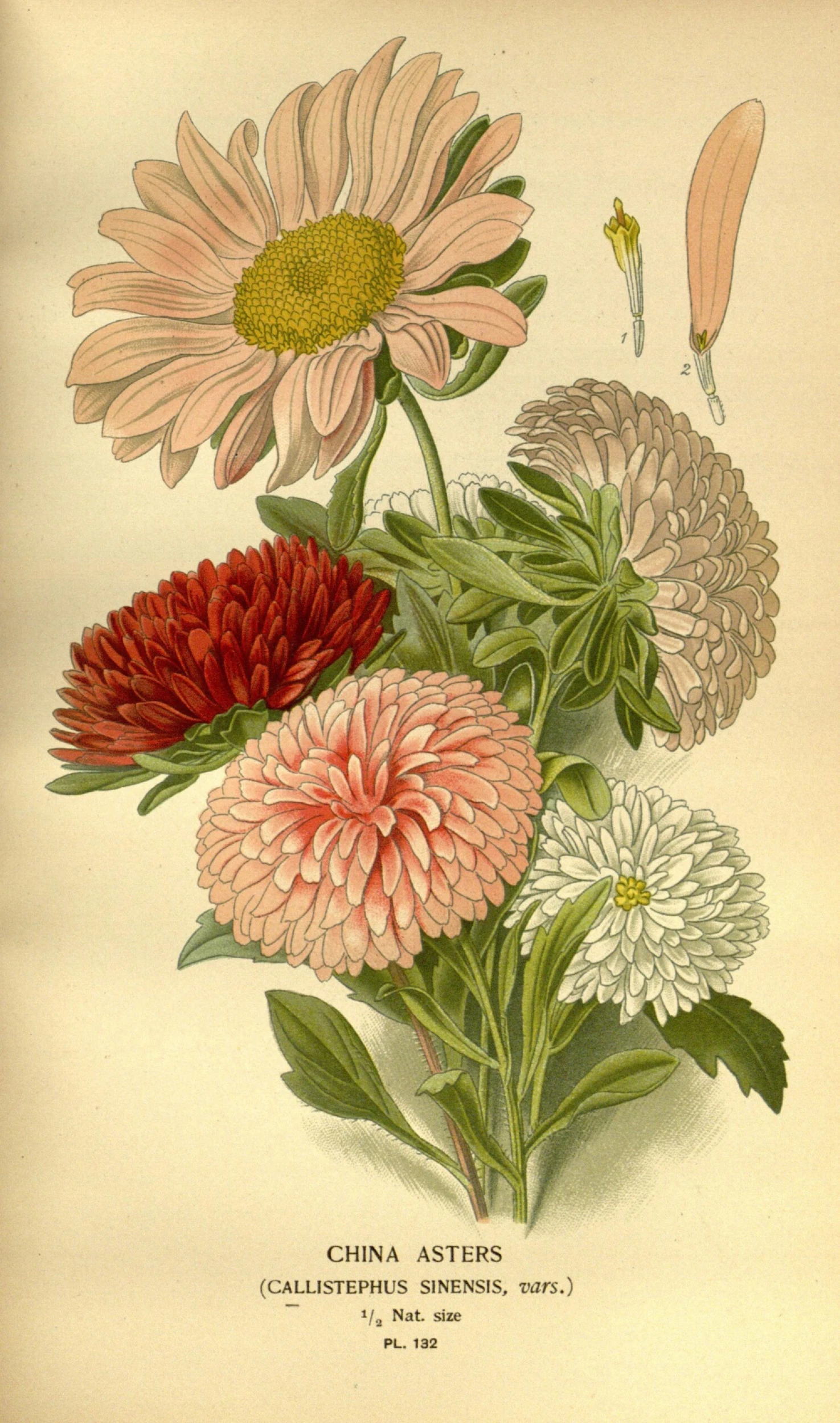 several flowers, from the 19th century to the 20th century