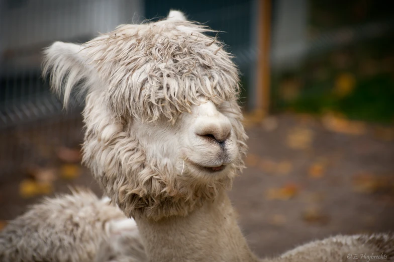 a close up of a llama near a fence