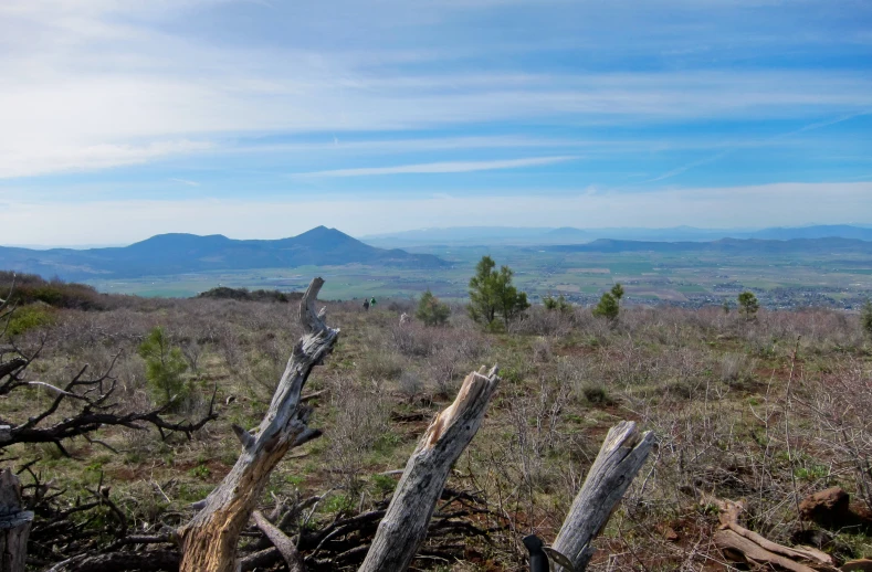 an open field covered with dead wood and a forest