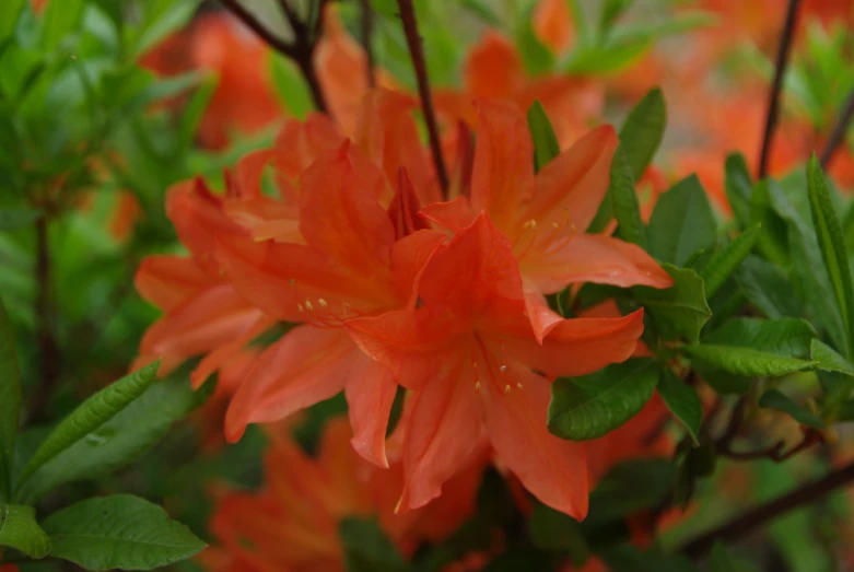 a group of red flowers with green leaves