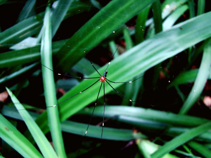 spider web in tropical grass with rain drops