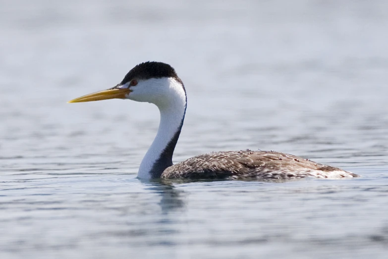 an image of a duck floating in the water