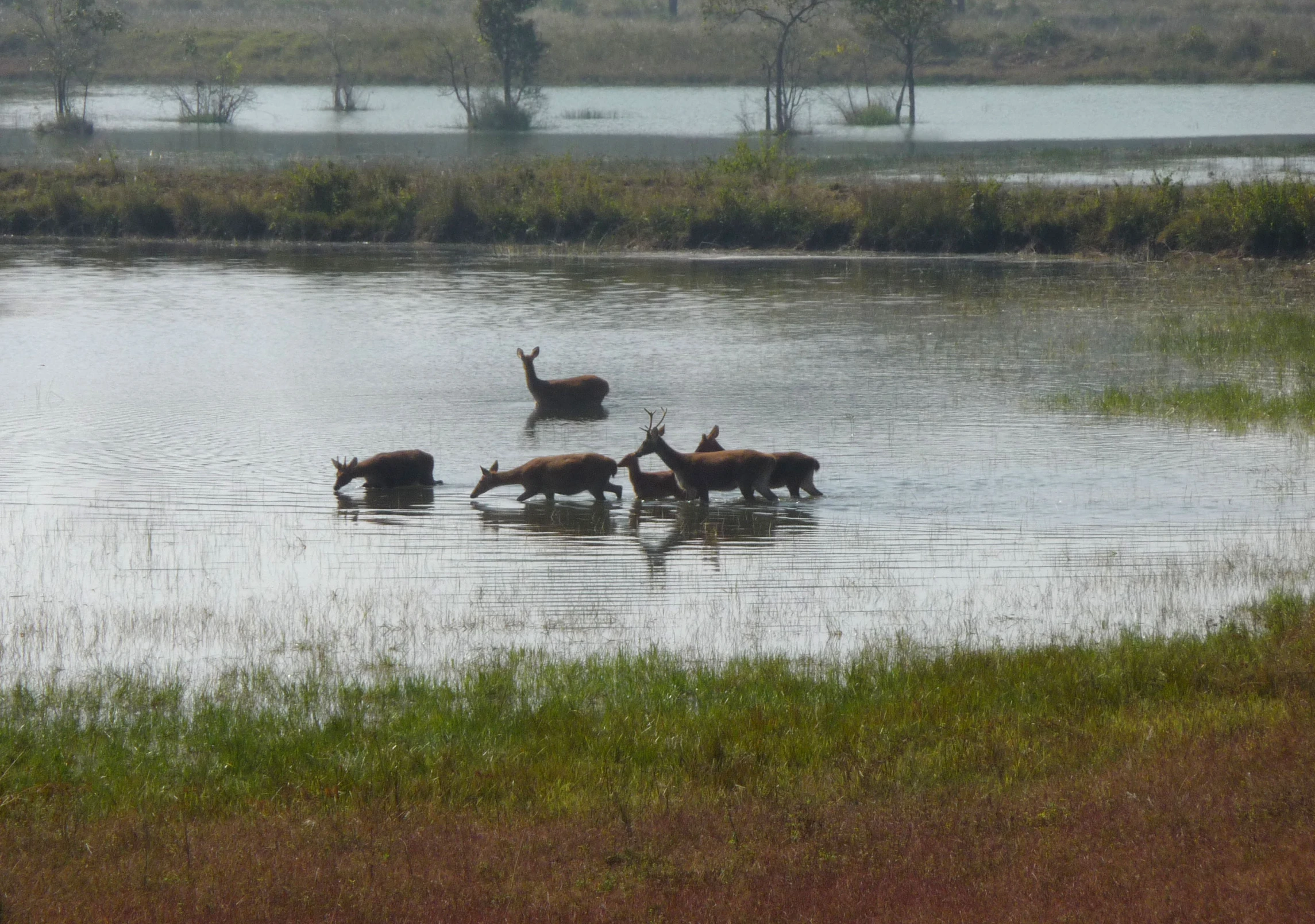 there are several animals in the water together