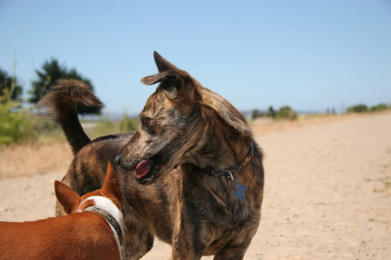 two dogs playing on the beach with each other