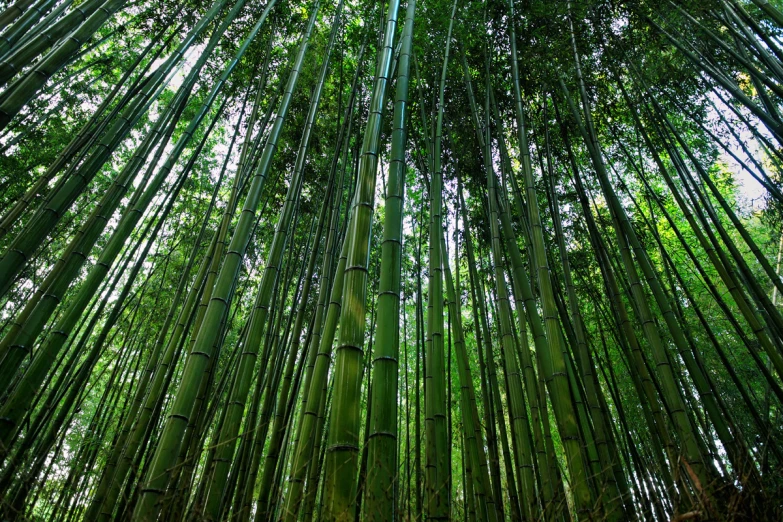 a tall green bamboo forest with the leaves canopy down