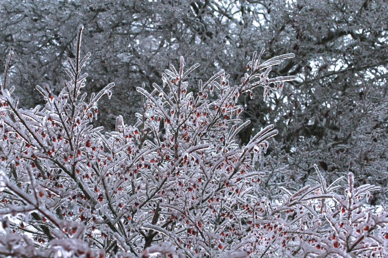 a tree covered in ice and berries near trees