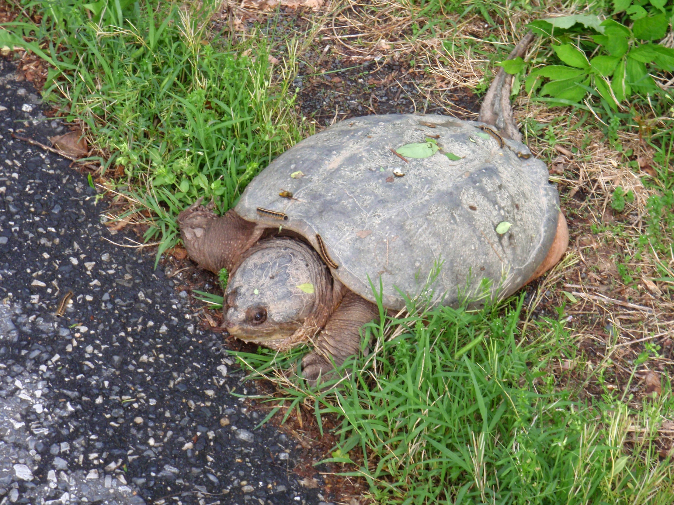 an old turtle is standing on the grass