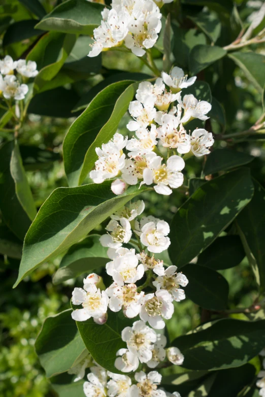 a group of flowers in full bloom on a tree