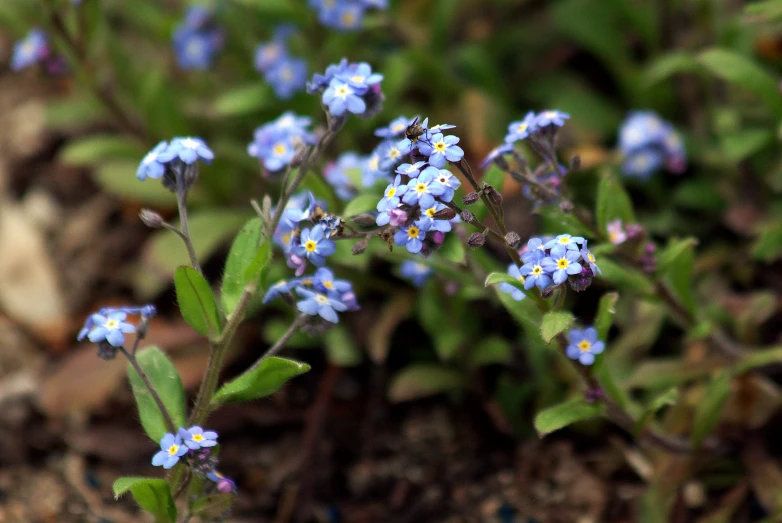 small flowers blooming among the rocks and leaves