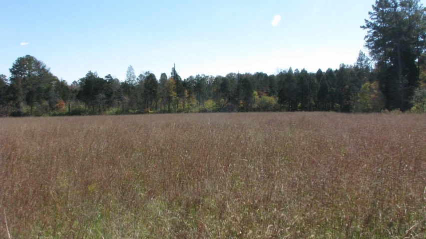a wide field of long grass surrounded by trees
