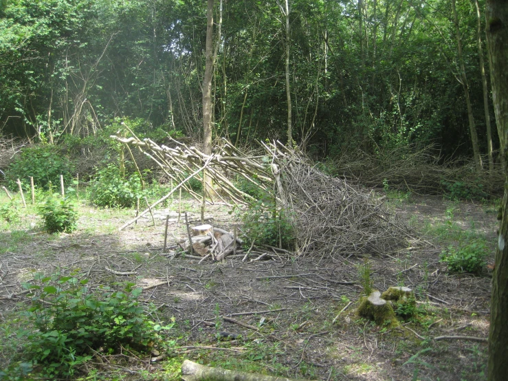 some trees in the middle of a field with sticks sticking out of it