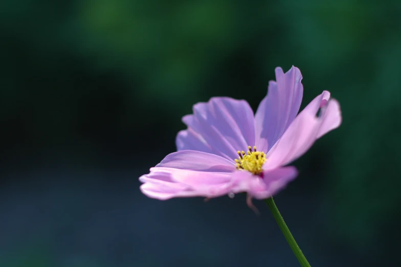 a purple flower with a yellow center on it