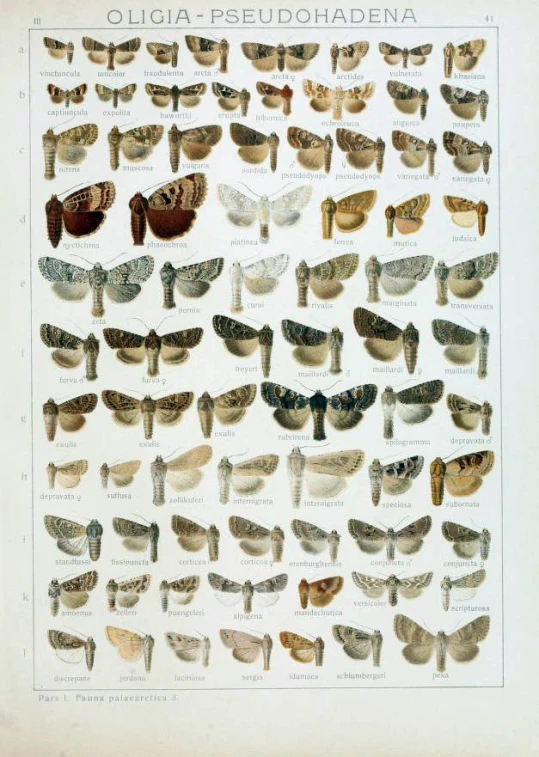 a drawing of several pairs of glasses and moths
