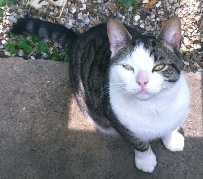 the cat is sitting down on the concrete