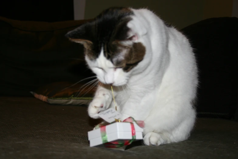 the cat is trying to get out of the present box