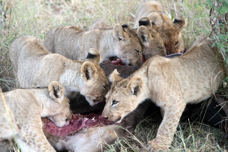 lions eating meat on the ground in tall grass