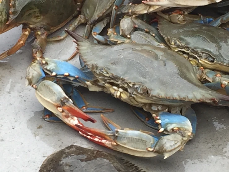 blue crabs are ready for sale on the beach
