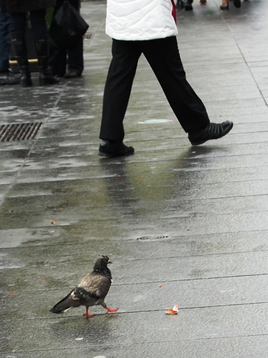 a pigeon is standing on a city sidewalk