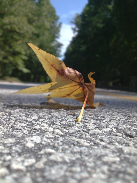 a single leaf lying on the pavement next to a road