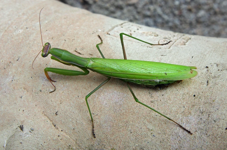 a green praying on the ground next to a sidewalk