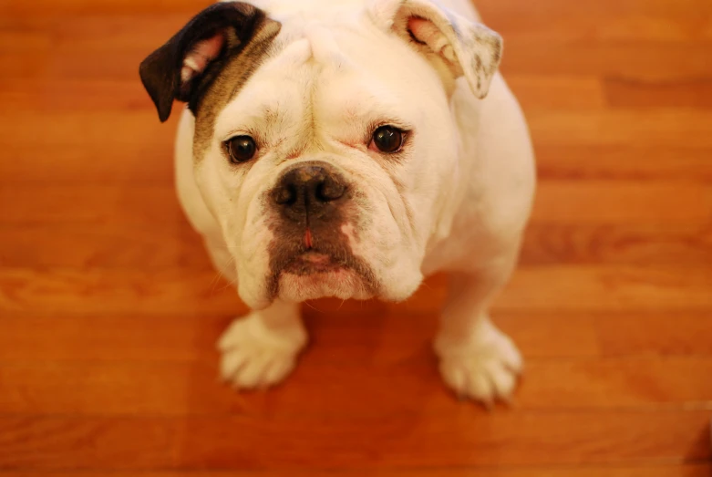 an adorable looking bulldog looks up into the camera