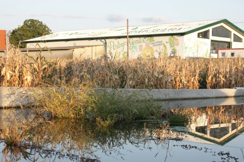 an old warehouse near some weeds near a body of water