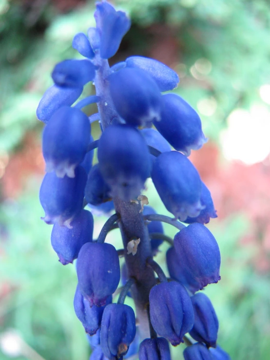 a blue plant with small flowers and green leaves