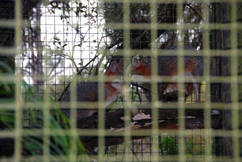 two red fox cubs in a cage standing on top of a tree