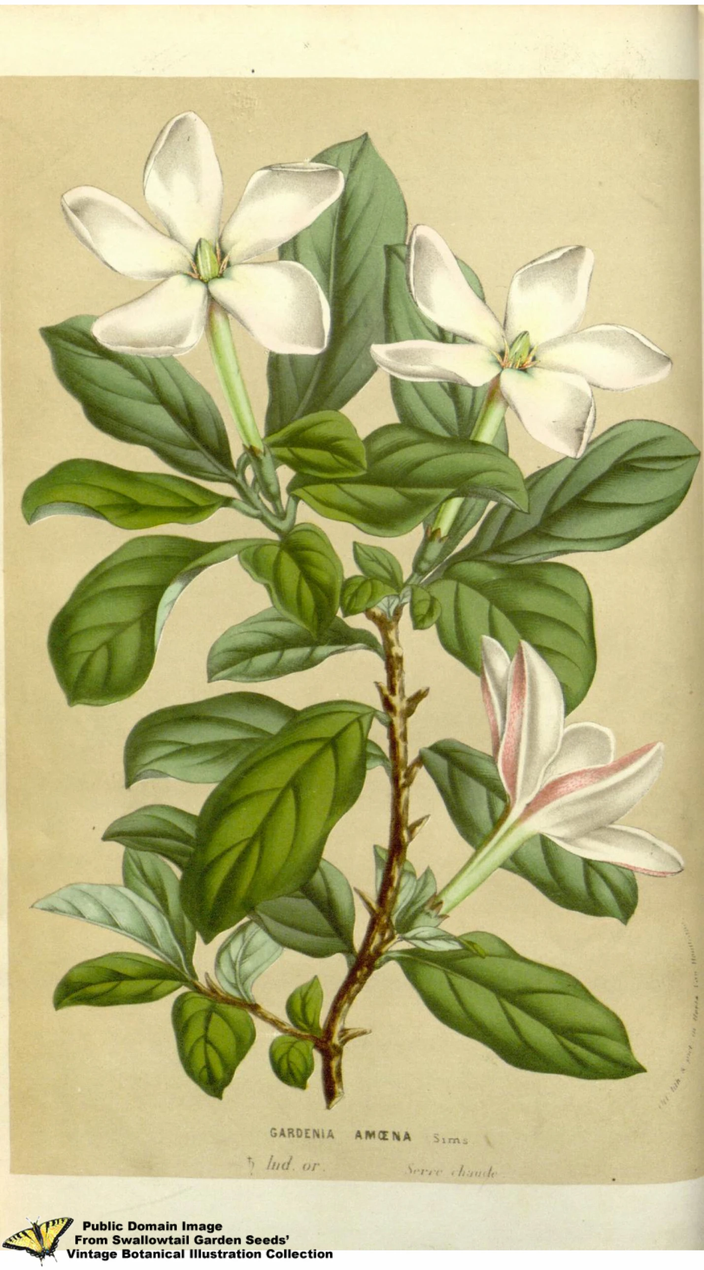 a drawing of white flowers, with green leaves