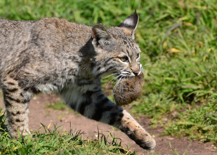 a baby lynx playing with a toy while standing in a grassy area