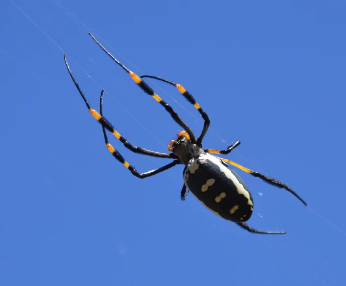 a large black and white spider hanging on to a string