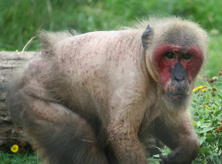 a small monkey walking on the grass next to some flowers