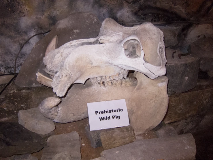 a skull and plaque on some rocks with a name tag