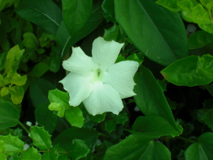 a flower in white is seen here in this image