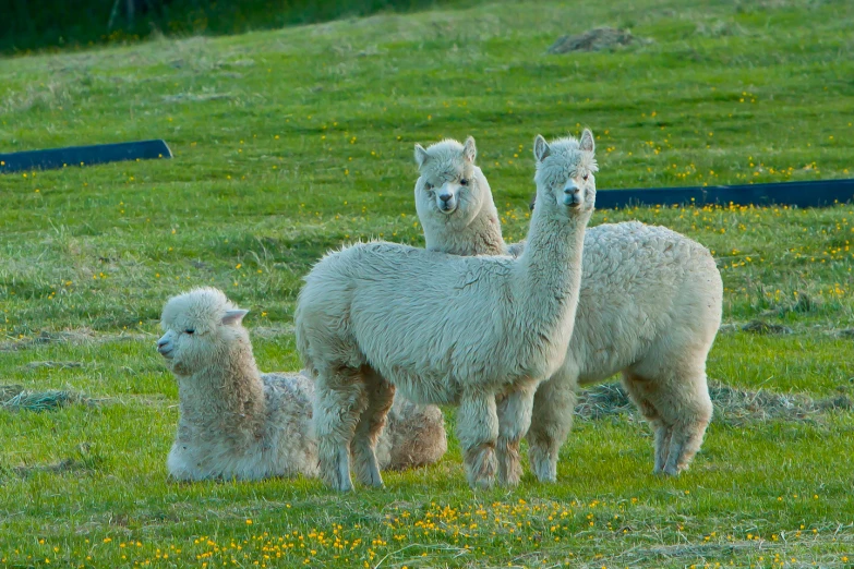 three alpacas in a field, all in the same group