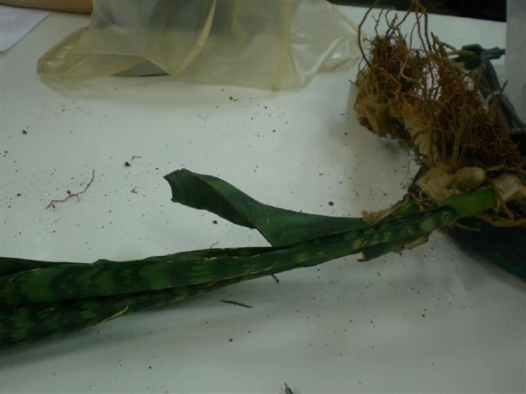 green beans on white table with dirt and plastic bag