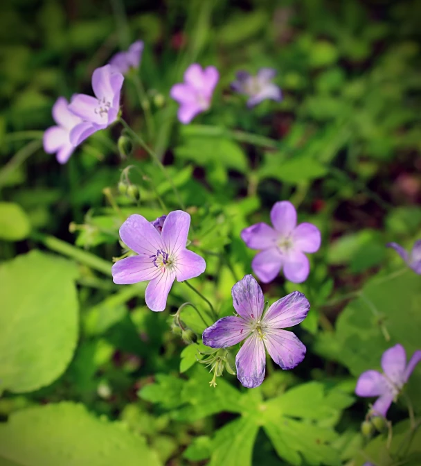 purple flowers are blooming in the ground in the wild