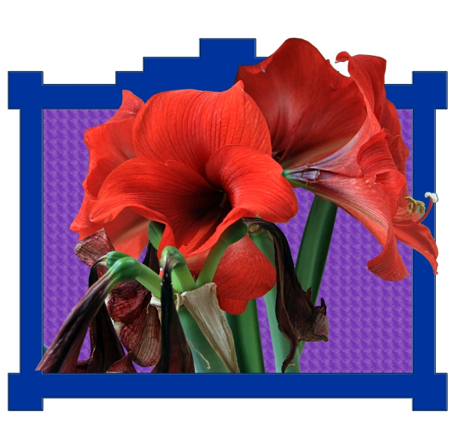 two red flowers in front of a purple border
