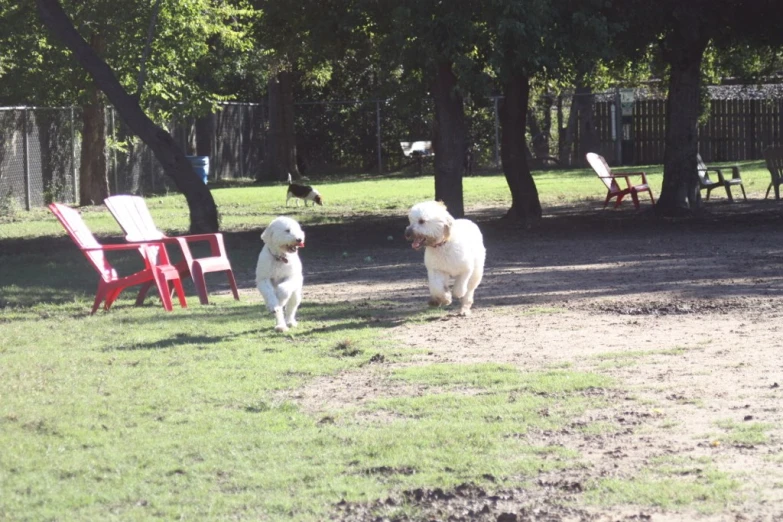 two dogs running through a field in front of some chairs