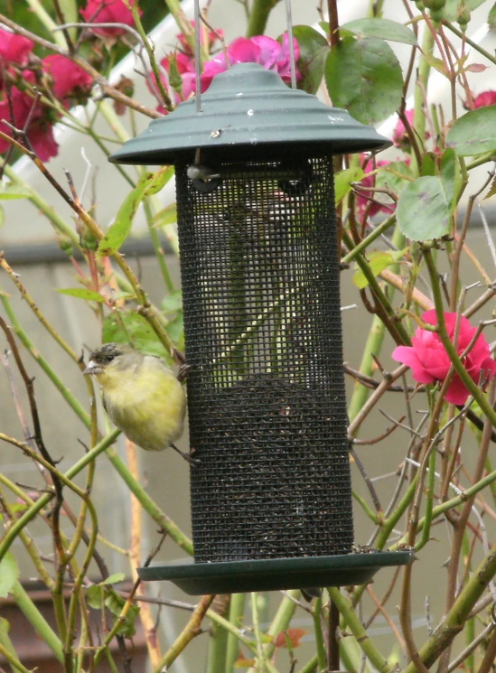 a small yellow bird stands in the middle of the tree