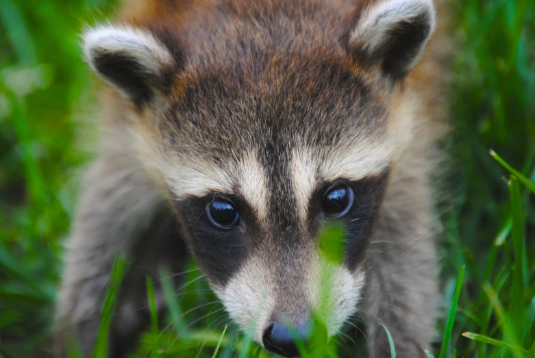 a ra stares at the camera, while in grass