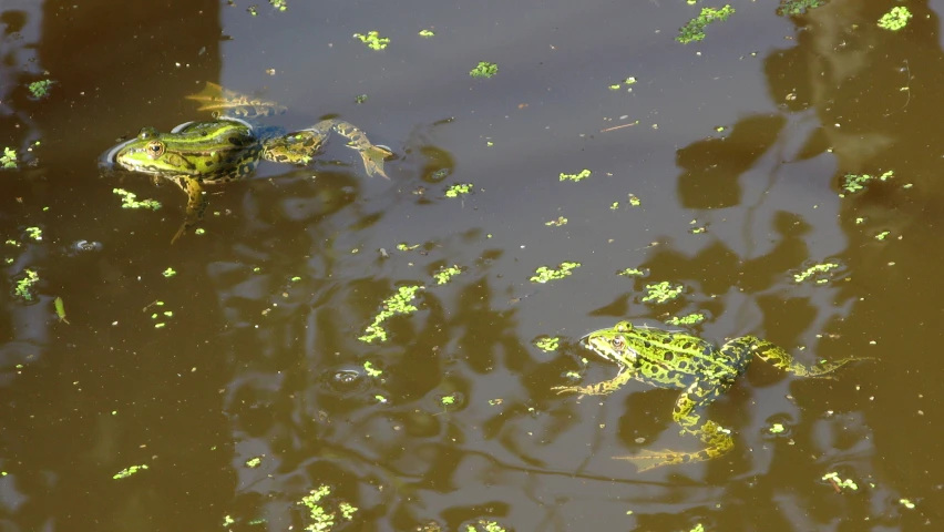three green frog swimming in the water