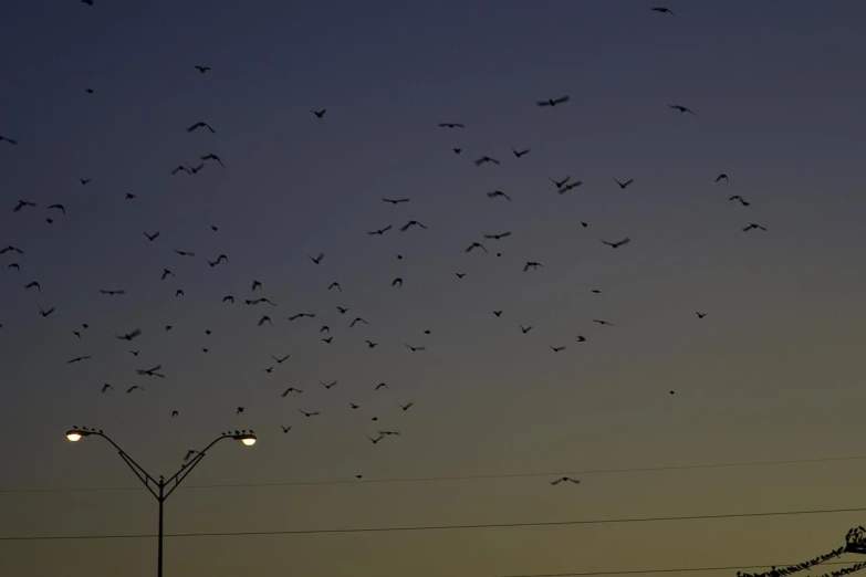 the bird is flying overhead on the evening sky