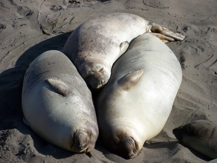 three sea animals lying on the sand together