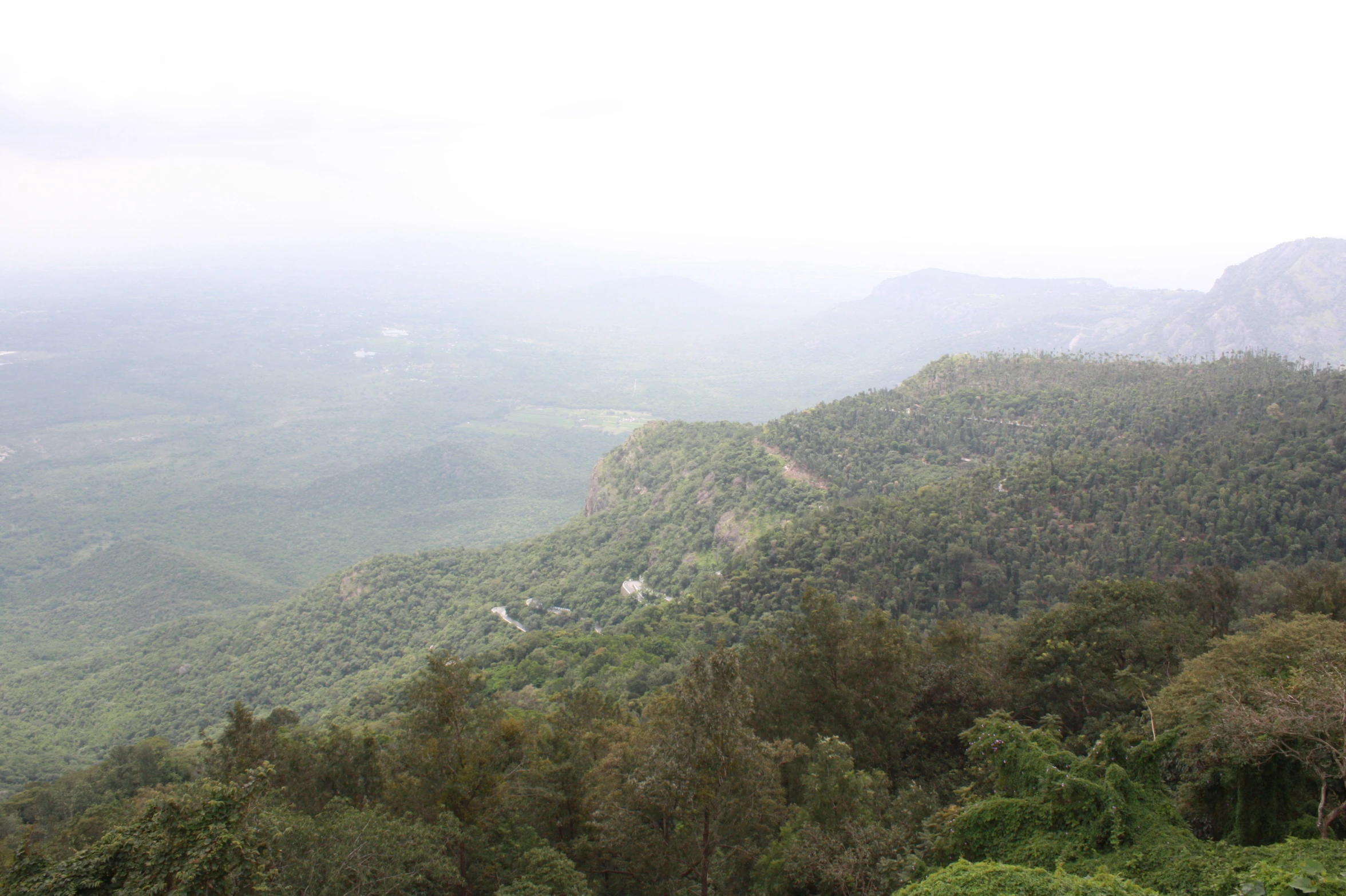 a foggy mountain side overlook with lots of trees