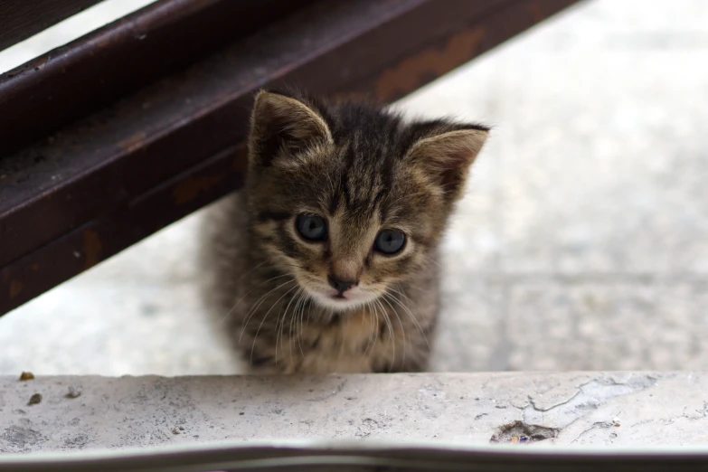 the cat looks like it is staring out from underneath a bench