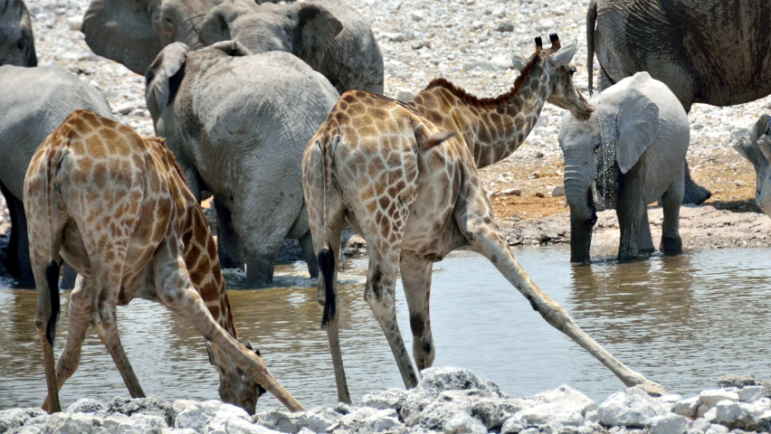 group of giraffes and elephants drinking water together